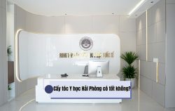 cay-toc-y-hoc-hai-phong-co-tot-khong